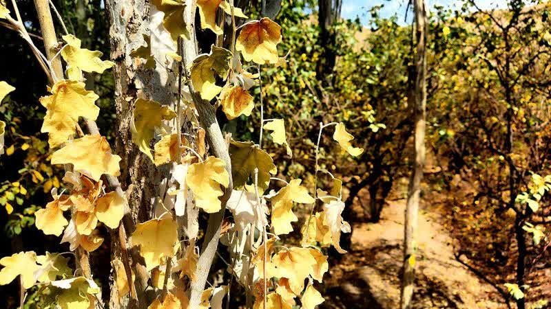 گزارش تصویری/طبیعت زیبای روستای مانوند در آستانه فرارسیدن فصل پاییز