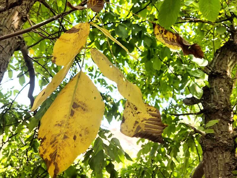 گزارش تصویری/طبیعت زیبای روستای مانوند در آستانه فرارسیدن فصل پاییز