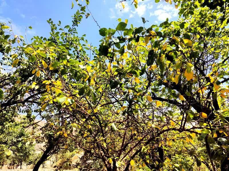 گزارش تصویری/طبیعت زیبای روستای مانوند در آستانه فرارسیدن فصل پاییز