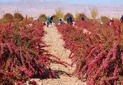 پوستر جشنواره زرشک در ارگ کلاه فرنگی بیرجند رونمایی می شود