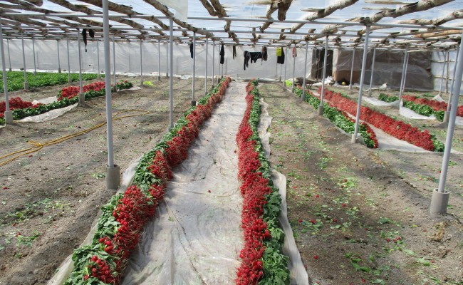 ماجرای صمیمیت بچههای مسجد وردنجان با یار مهربان