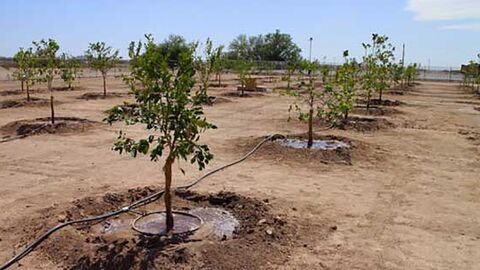 آغاز اجرای طرح کاشت یک میلیارد اصله درخت