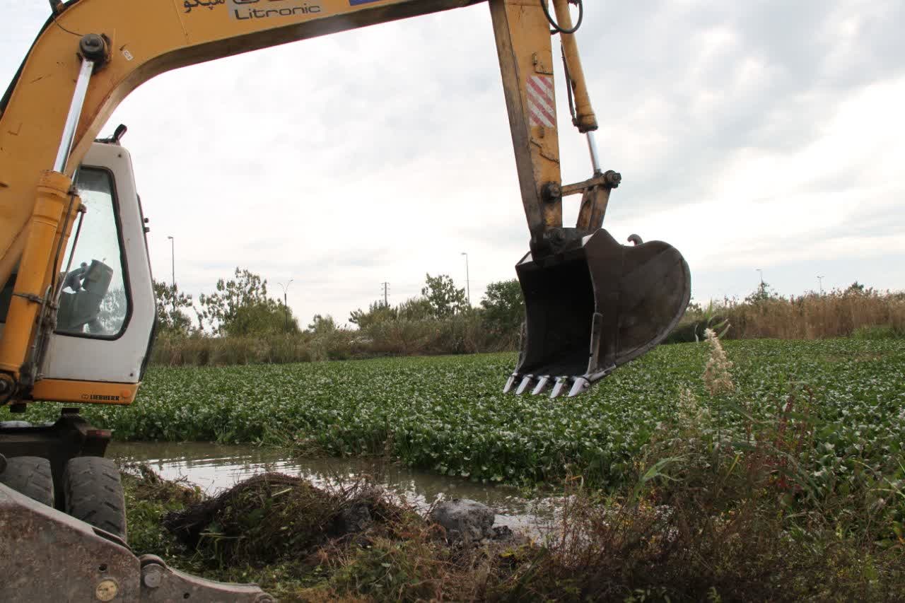 جمعآوری ۷۰ تن سنبل آبی از تالاب سفیر امید