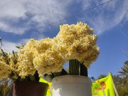 عکس| جشنواره گل نرگس در خفر