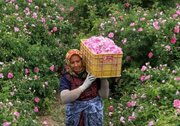  روز «گل محمدی و گلاب» در ضمیمه تقویم ملی کشور ثبت شد