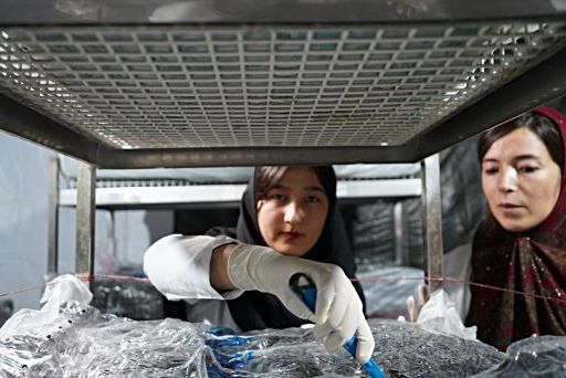 ایجاد کارگاه پرورش قارچ در راستای پیشرفت مهارتآموزی در هنرستان حضرت آسیه (س) مراوه تپه