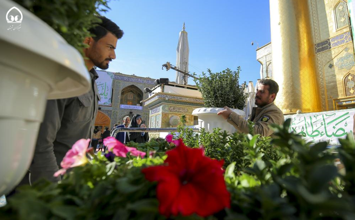 گل آرایی آستان مطهر علوی با ۲۵۰۰ گل طبیعی به مناسبت میلاد امام علی(ع)+ عکس