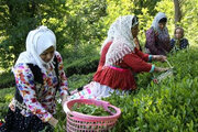 راه اندازی ۱۰۷صندوق اعتباری خرد زنان روستایی درگیلان