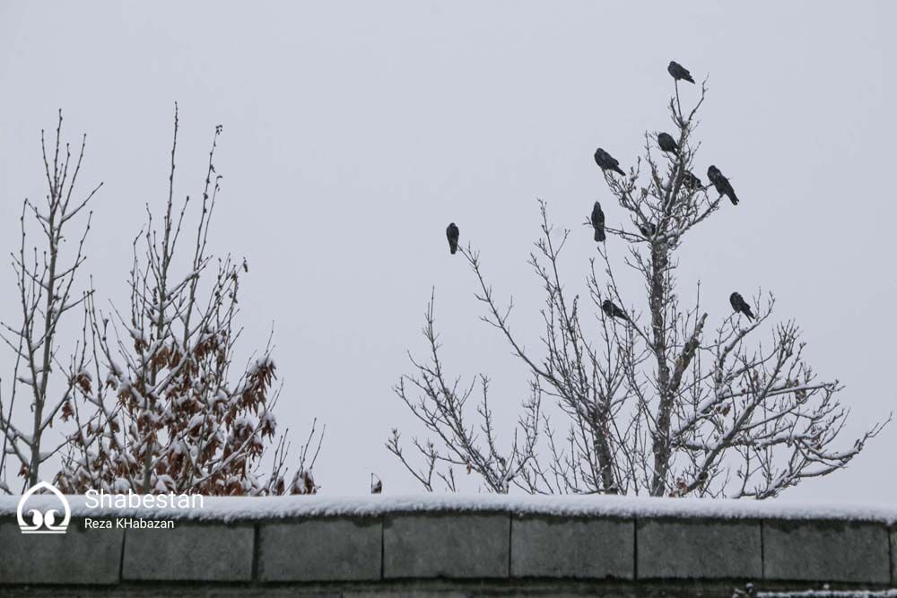 بارش برف در بجنورد
