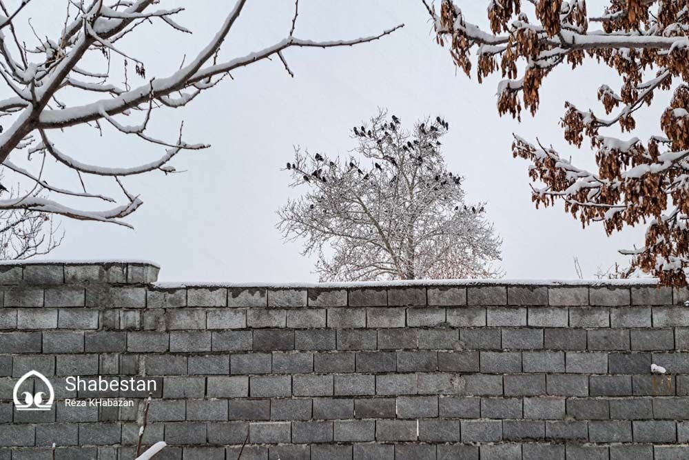 بارش برف در بجنورد