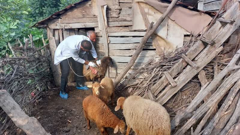 اجرای رزمایش جهادی ترویجی «سفیران خدمت» در روستای سرخ ولیک ساری