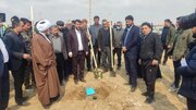 آغاز عملیات کاشت درخت در ۱۰۰ هکتار از اراضی شهرستان ورامین