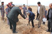 توسعه فضای سبز در شهرجدید امیرکبیر/ کاشت ۱۵۰۰ نهال در ایام درخت کاری