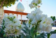 نوروز به‌یادماندنی در چلچراغ شیراز