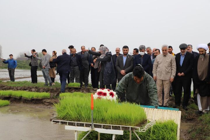 آغاز نخستین نشاء مکانیزه درگیلان/ ضرورت تشکیل قرارگاه جهادی مدیریت آب