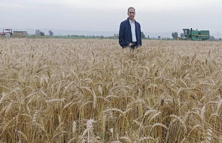 خودکفایی در تولید بذر گندم در اولویت کاری سازمان جهاد کشاورزی سیستان وبلوچستان