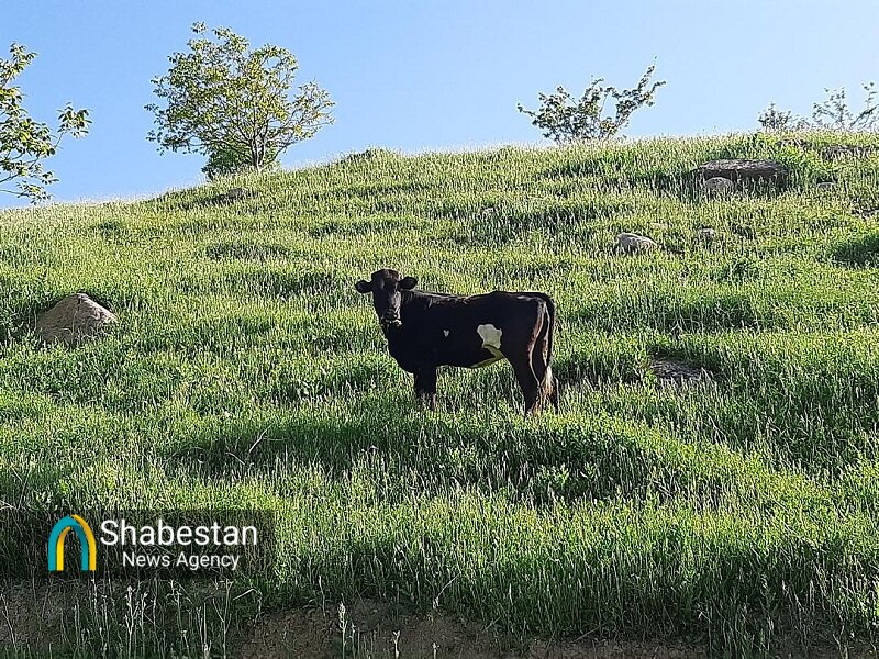سوار بر «درزین» در مسیر رود سزار