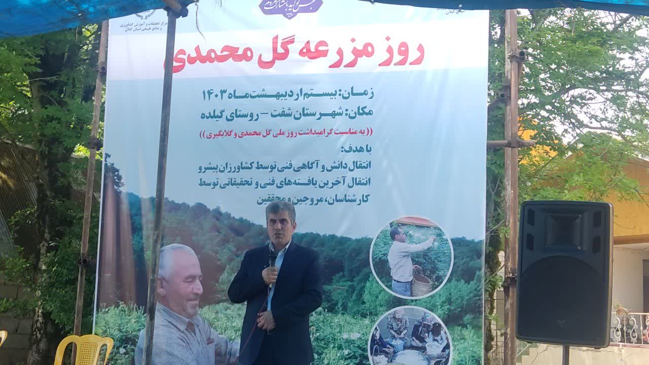 روز مزرعه گل محمدی در گیلان برگزار شد