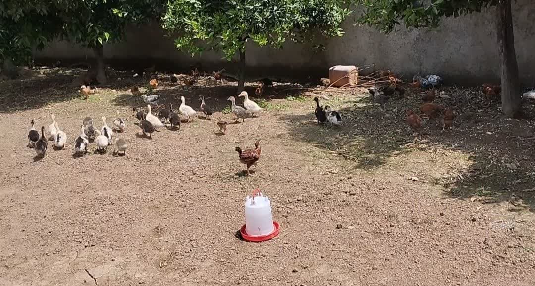 ۲ طرح اشتغالزایی در آستارا به بهرهبرداری رسید