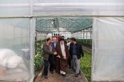 ۳۵۰ گلخانه روستایی با مشارکت مردم در مازندران به بهره برداری رسید