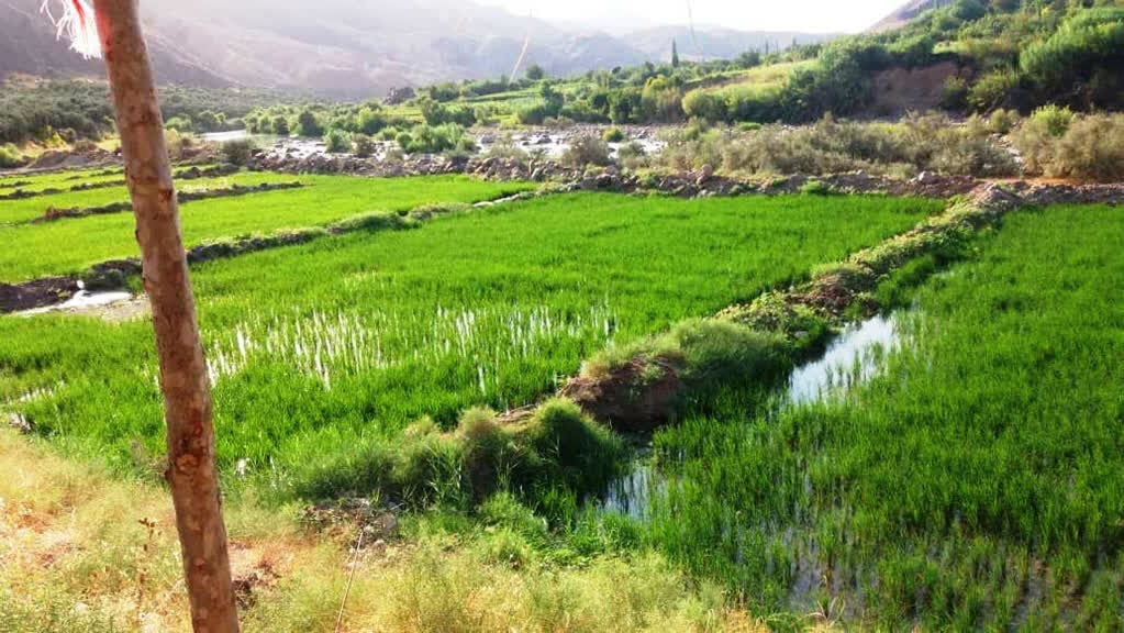 تحول‌گرایی در بهره‌وری از موقوفات استان زنجان