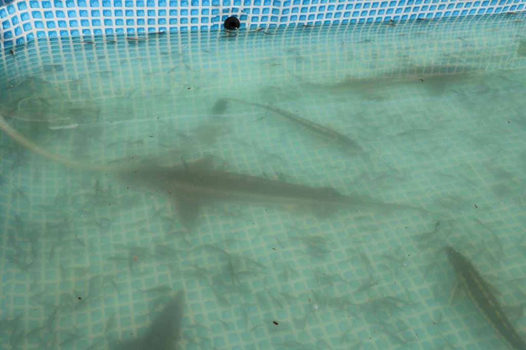 اقتصاد دریا محور با معیشت مردم گیلان گره خورده است