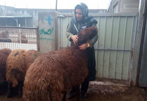 شیرزن روستایی؛ از راه اندازی مهدکودک تا اصلاح نژاد دام و مشاوره کارآفرینی