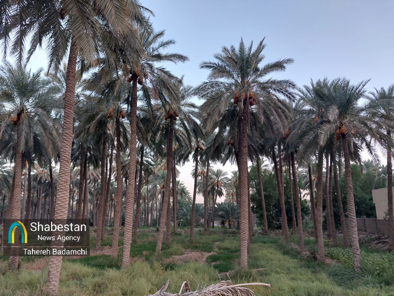 نهر و نخلستان؛ تجربهای متفاوت در طریقالحسین