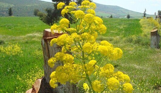 برداشت ۵۰ هکتار باریجه از اراضی درمن