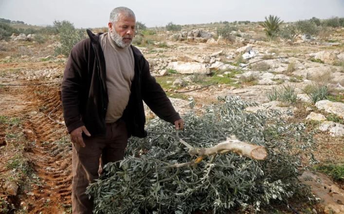 فلسطین خواستار حمایت بین‌المللی از مزارع زیتون شد