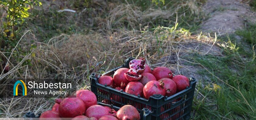 «هر باغ یک سبد انار»؛ نصر مقاومت با راهبری زنان مسجدی