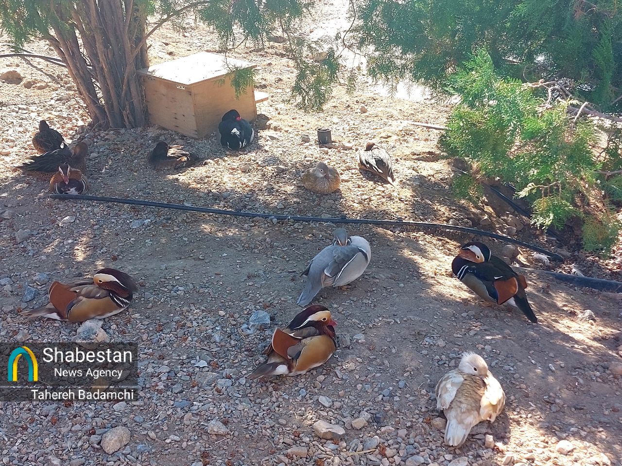 گلگهر؛ محصول انقلاب اسلامی، پیشتاز انجام مسئولیتهای اجتماعی