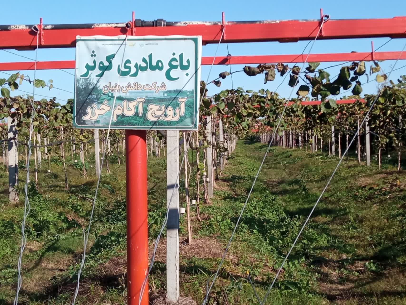 جهاد تولید، درآمدی پایدار/ نهالی که بدون خاک ارز آوری می‌کند