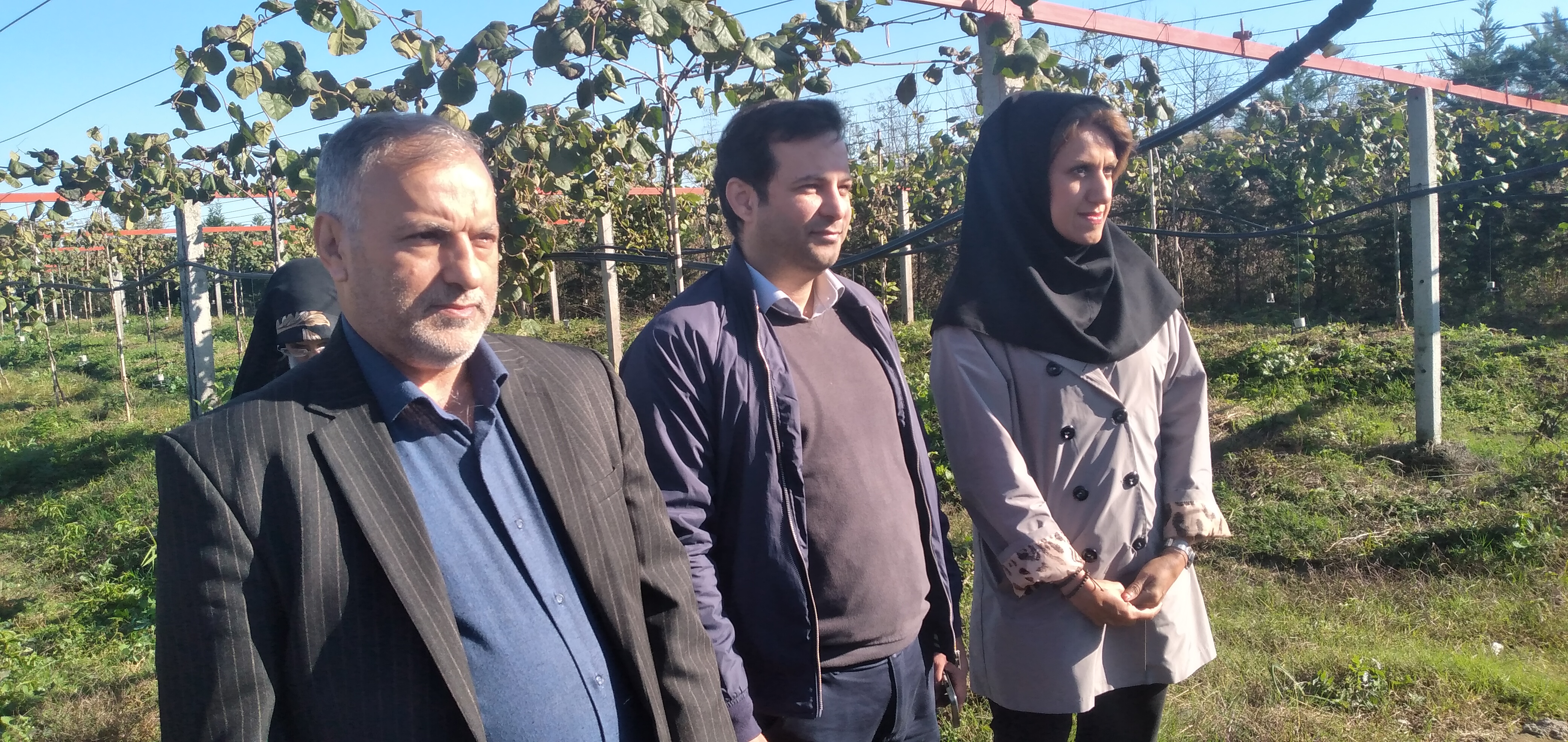 جهاد تولید، درآمدی پایدار/ نهالی که بدون خاک ارز آوری میکند