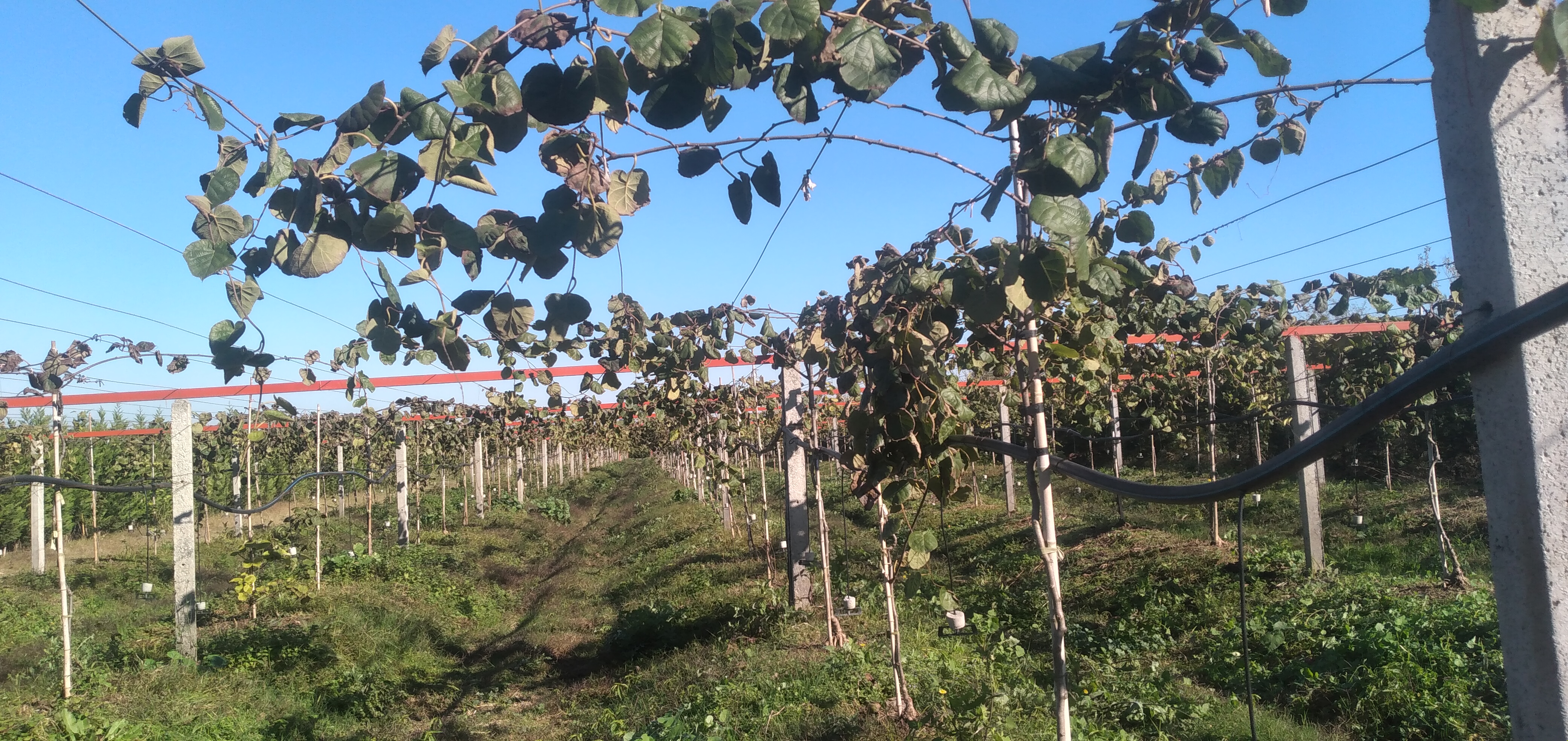 جهاد تولید، درآمدی پایدار/ نهالی که بدون خاک ارز آوری میکند