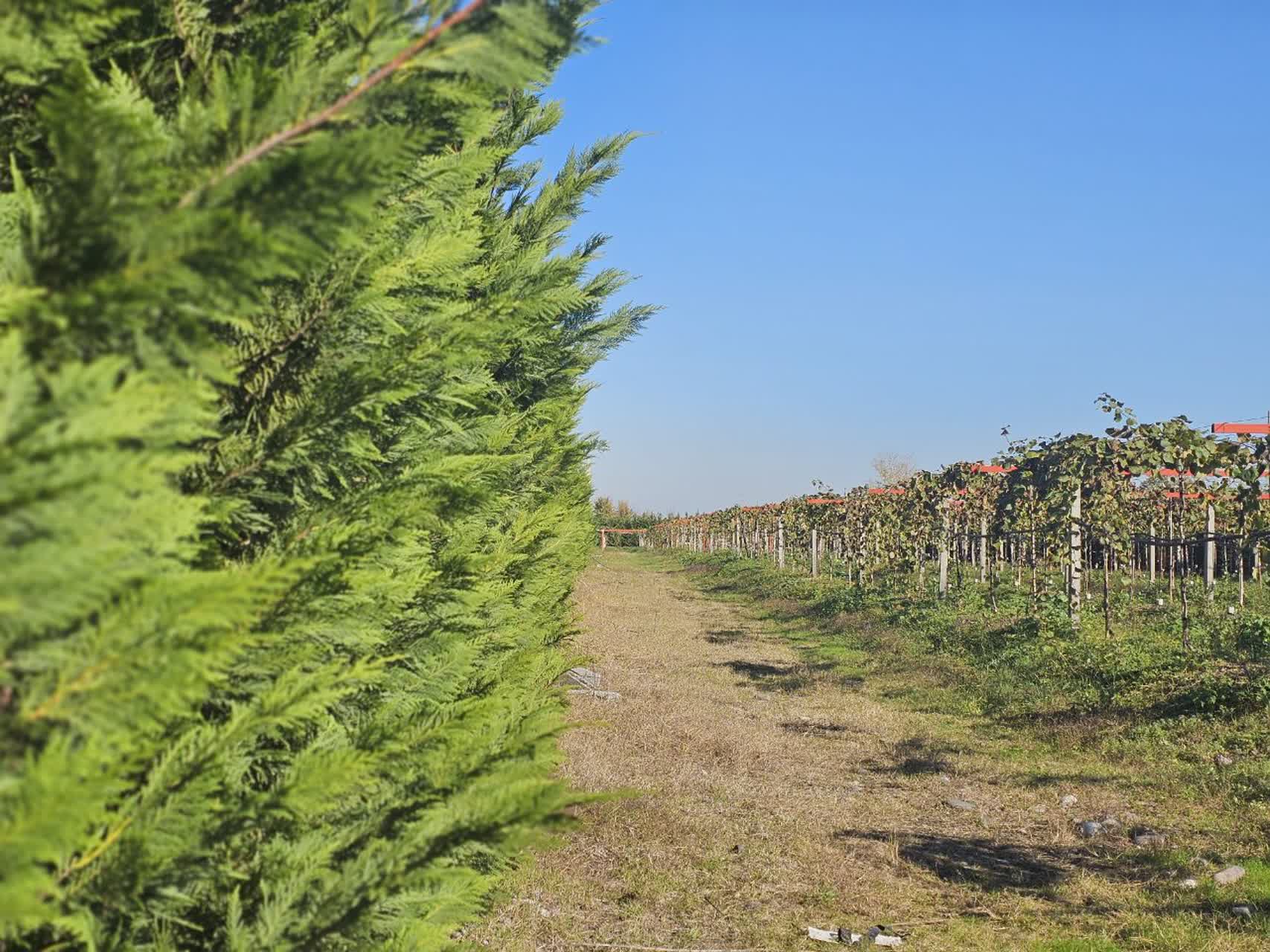 جهاد تولید، درآمدی پایدار/ نهالی که بدون خاک ارز آوری میکند
