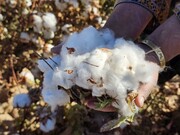 آغاز برداشت طلای سفید در زیرکوه
