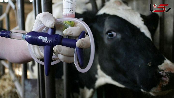 ابتلای ۱۸ هزار نفر به تب مالت در کشور