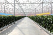 بهره‌برداری از ۲۸ گلخانه‌ در هیرمند