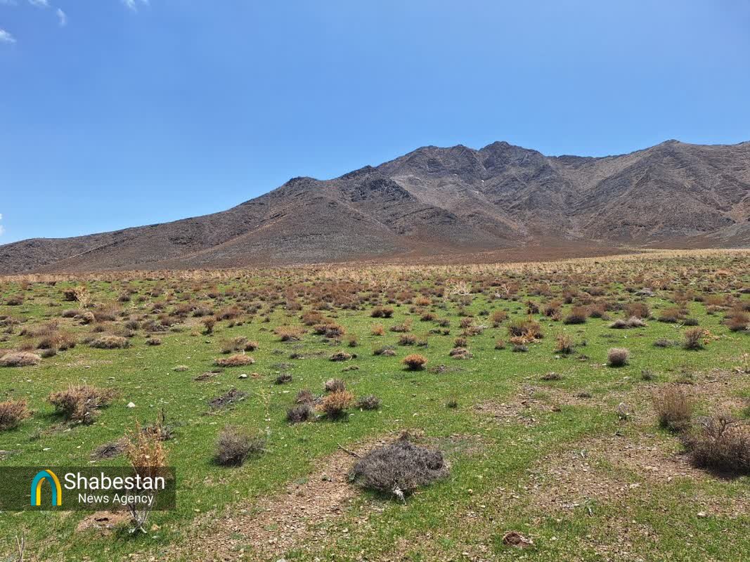 فرهنگ دوستی با طبیعت مستلزم درختکاری و درختداری