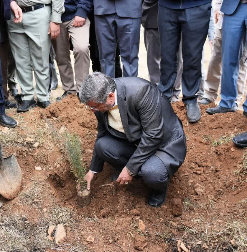 کاشت و نگهداری درختان در توسعه منابع طبیعی نقشآفرین است