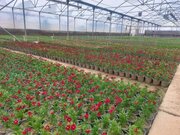 شهر ارومیه رنگ و بوی بهاری می‌گیرد