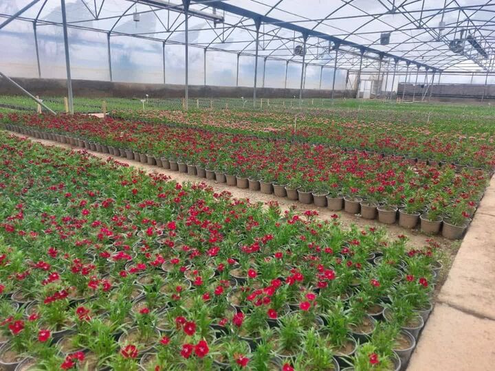 شهر ارومیه رنگ و بوی بهاری می‌گیرد