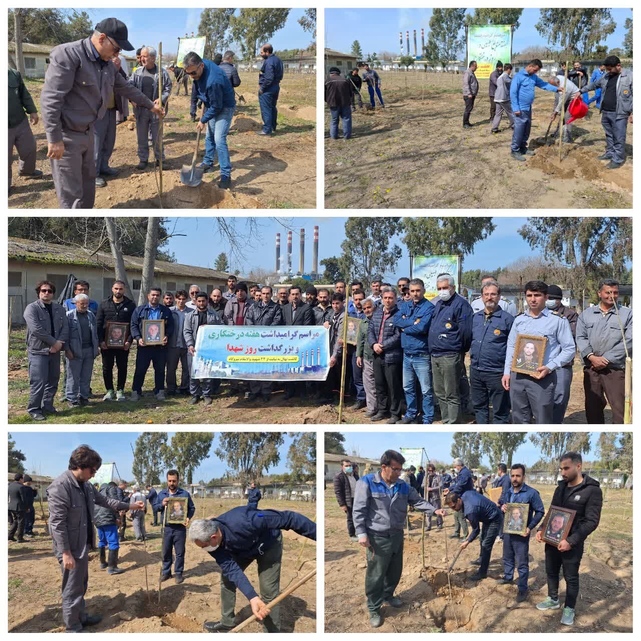 کاشت نهال به پاسداشت شهدا در نیروگاه نکا