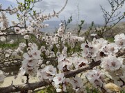 روز طبیعت، بوم نقاشی بهاری؛ رنگ‌ها و عطر شکوفه‌ها در اوج