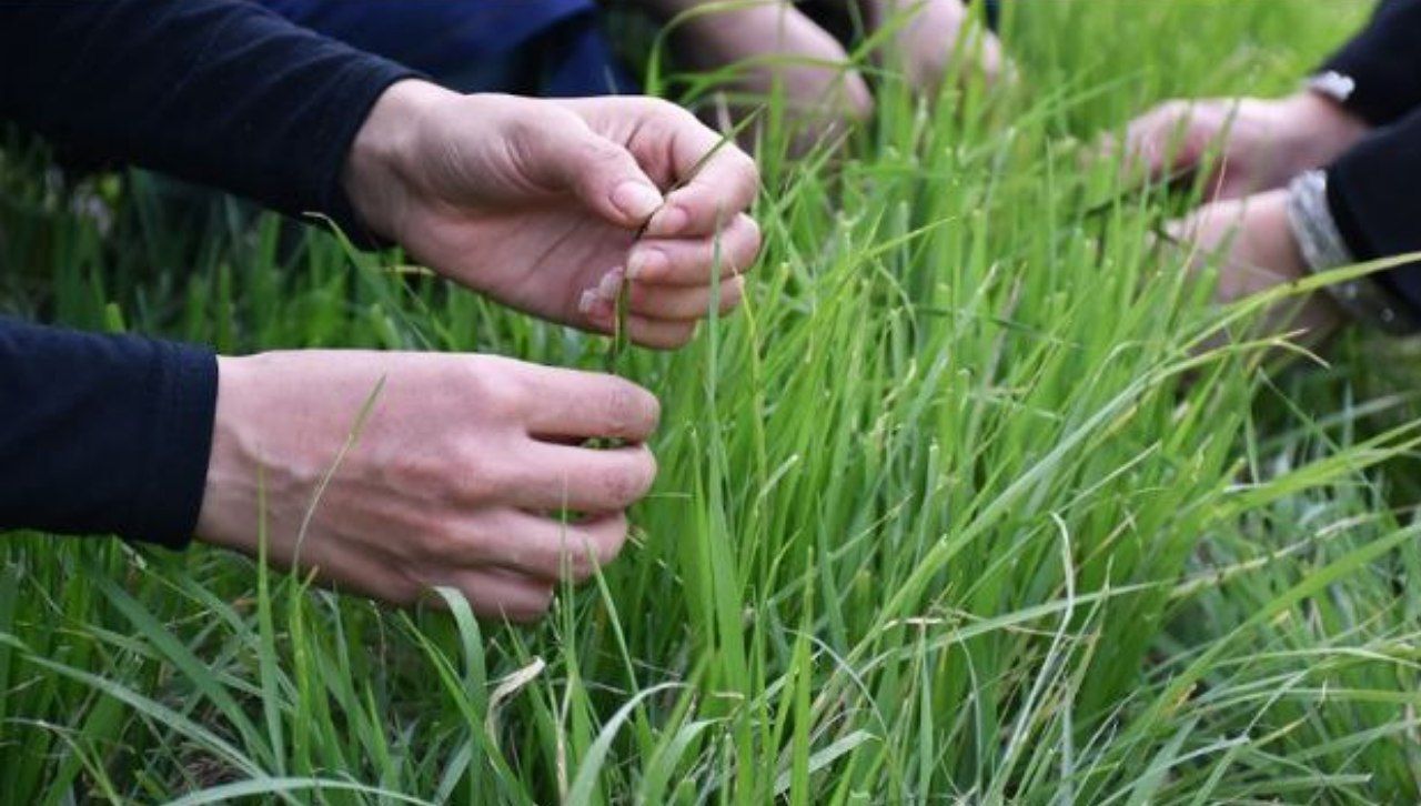 سیزده بدر، جشن طبیعت و یادگاری از باستان با تاملی در خلقت