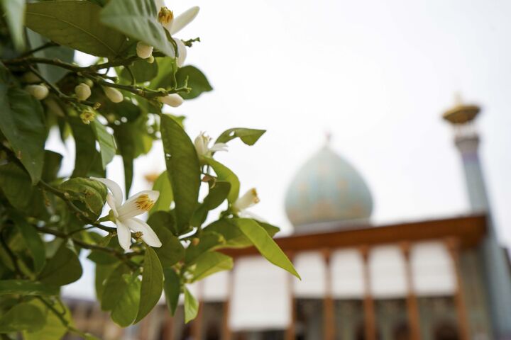 ارگ کریم‌خانی برات کمر خم کرده...