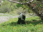 غرس ۶۰۰ اصله نهال در تازه‌آباد سروآباد با مشارکت اهالی و دانش‌آموزان