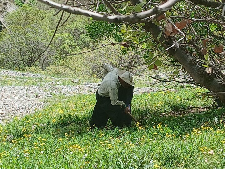 غرس ۶۰۰ اصله نهال در تازه‌آباد سروآباد با مشارکت اهالی و دانش‌آموزان