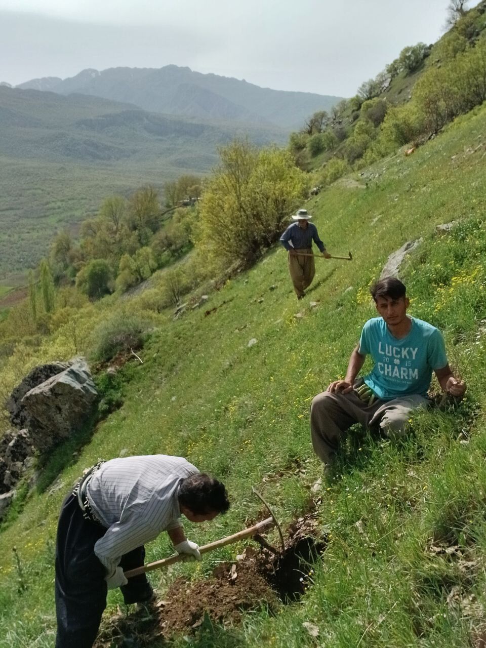 غرس ۶۰۰ اصله نهال در تازه‌آباد سروآباد با مشارکت اهالی و دانش‌آموزان